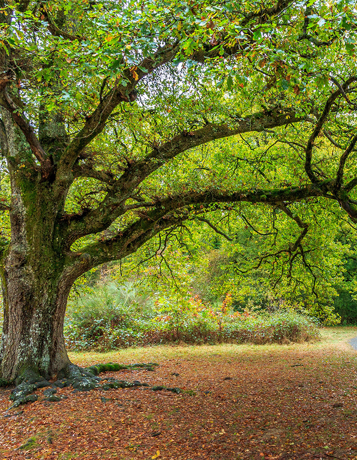 Entretien d'arbres et d'espaces verts à Champigny-sur-Marne (94500) dans le  Val-de-Marne 94