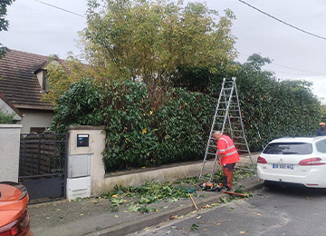 David Laurot Élagage - Entretien d'Espaces Verts & Maçonnerie Paysagère à Champigny-sur-Marne (94500) - Val-de-Marne 94