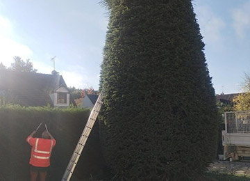 David Laurot Élagage - Entretien d'Espaces Verts & Maçonnerie Paysagère à Champigny-sur-Marne (94500) - Val-de-Marne 94