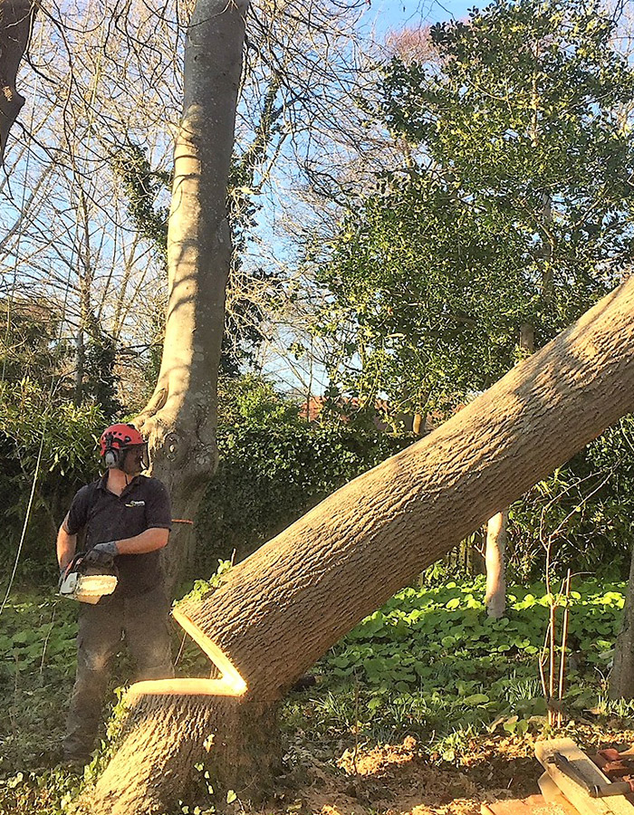 Abattage d'Arbres Professionnel à Champigny-sur-Marne (94500) - Sécurisez Votre Terrain avec David Laurot Élagage dans le Val-de-Marne (94)