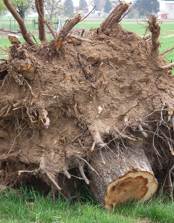 Service de Dessouchage à Champigny-sur-Marne (94500) - Éliminez les Souches de Vos Espaces Verts dans le Val-de-Marne (94)