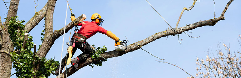 Élagage d'Arbres à Champigny-sur-Marne (94500) - David Laurot Élagage, Expert en Entretien Arboricole dans le Val-de-Marne (94)