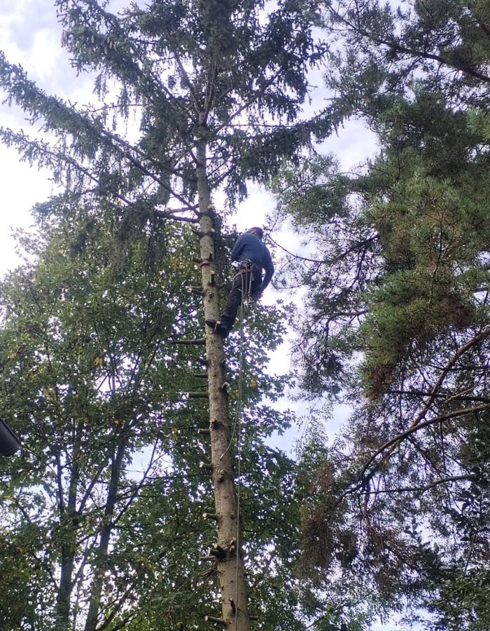 Service d'Élagage Professionnel à Champigny-sur-Marne (94500) - Préservez la Santé et la Sécurité de Vos Arbres dans le Val-de-Marne (94)