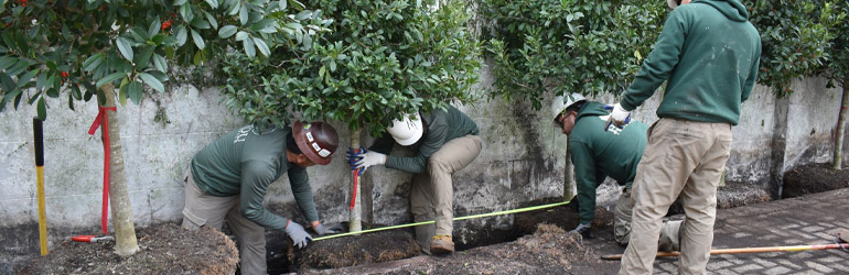 Plantation d'Arbres à Champigny-sur-Marne (94500) - David Laurot Élagage, Spécialiste des Espaces Verts dans le Val-de-Marne (94)