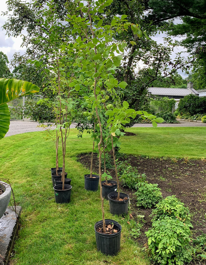 Service de Plantation d'Arbres à Champigny-sur-Marne (94500) - Embellissez vos Espaces Verts dans le Val-de-Marne (94)