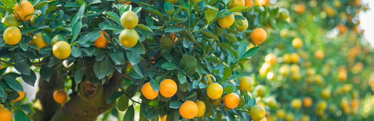 Taille d'Arbres Fruitiers à Champigny-sur-Marne (94500) - Entretien d'Espaces Verts dans le Val-de-Marne (94) - David Laurot Élagage