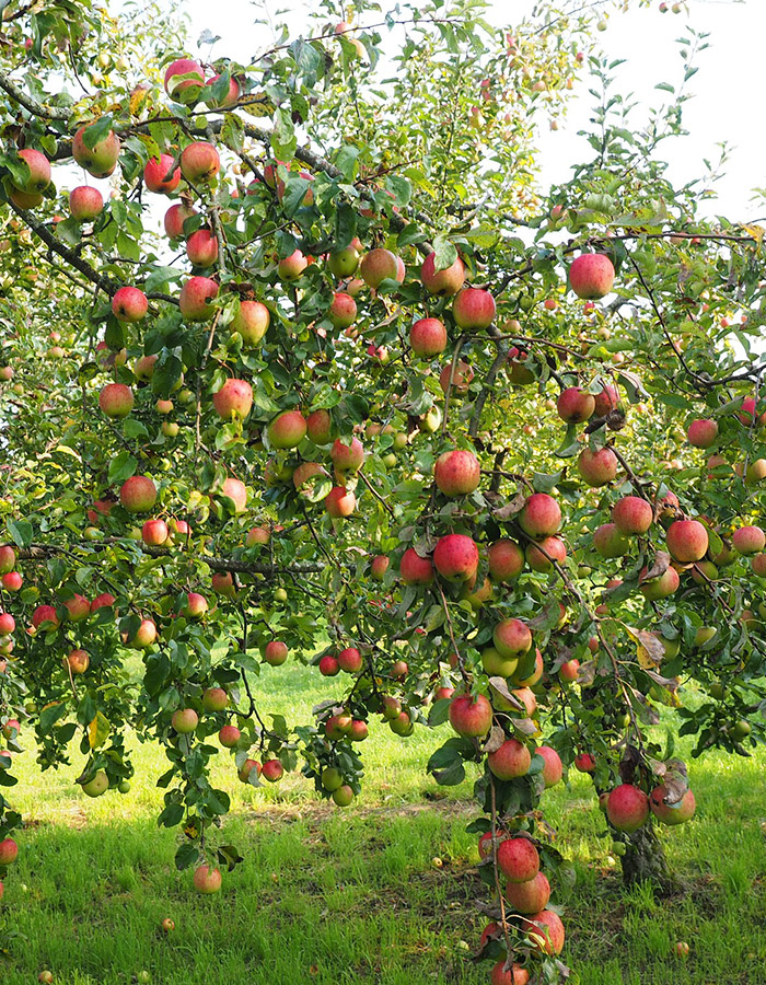 Service de Taille d'Arbres Fruitiers à Champigny-sur-Marne (94500) - Améliorez la Santé et la Production de vos Arbres dans le Val-de-Marne (94)