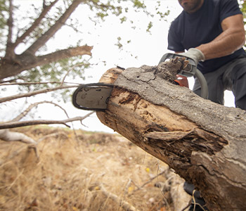Abattage d’Arbres à Champigny-sur-Marne (94500) dans le Val-de-Marne 94
