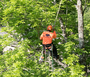Elagage d'arbre à Champigny-sur-Marne (94500) dans le Val-de-Marne 94