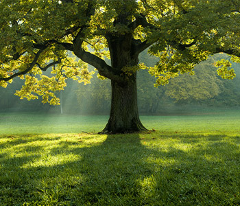 Plantation d’arbres à Champigny-sur-Marne (94500) dans le Val-de-Marne 94