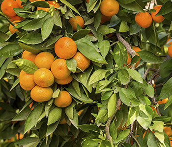 Taille d’arbres fruitiers à Champigny-sur-Marne (94500) dans le Val-de-Marne 94